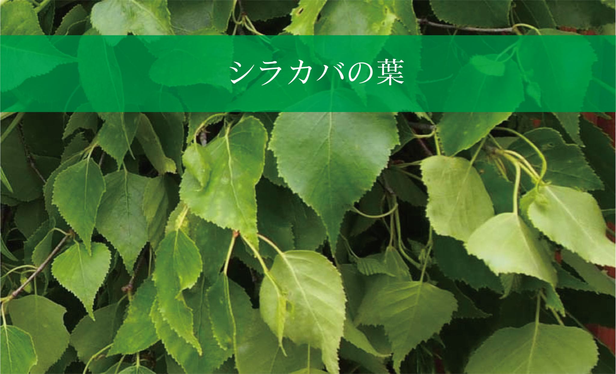 長野県初の“シラカバ葉” 成分分析を実施 - 信州白樺クラフト製作所